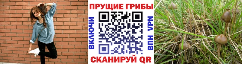 Галлюциногенные грибы прущие грибы  как найти закладки  Княгинино 